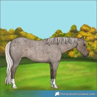 Horse Color:Silver Blue Roan 