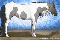 Horse Color:Grullo Roan Tobiano