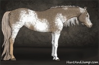 Horse Color:White Spotted Chocolate Palomino