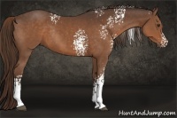 Horse Color:White Spotted Liver Chestnut Rabicano