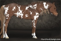 Horse Color:White Spotted Liver Chestnut 
