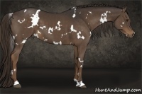 Horse Color:White Spotted Liver Chestnut