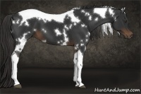 Horse Color:White Spotted Liver Chestnut Tobiano 