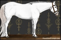 Horse Color:Palomino Sabino Near Leopard Rabicano 