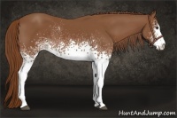 Horse Color:White Spotted Chestnut 