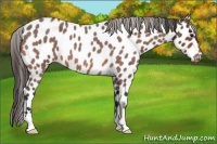 Horse Color:Bay Roan Appaloosa