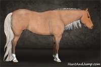 Horse Color:Silver Bay Roan