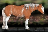Horse Color:White Spotted Silver Bay Rabicano 