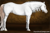 Horse Color:Classic Cream Champagne Splash Near Leopard 