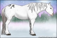 Horse Color:Brown Appaloosa