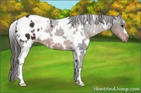 Horse Color:White Spotted Brown Appaloosa 