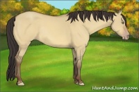 Horse Color:Amber Champagne Dun Rabicano
