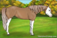 Horse Color:Palomino Splash 