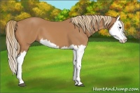 Horse Color:Chestnut Splash