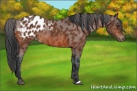 Horse Color:Bay Appaloosa 