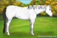 Horse Color:White Spotted Black 