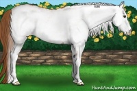 Horse Color:White Spotted Chestnut 