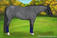 Horse Color:Blue Roan 