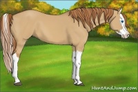 Horse Color:Red Dun Splash 