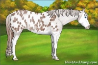 Horse Color:Chestnut Ice Splash Appaloosa Rabicano 