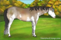 Horse Color:Bay Splash 