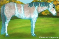 Horse Color:Thunderstruck Bay Ice Sabino 