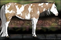 Horse Color:White Spotted Buckskin Splash 