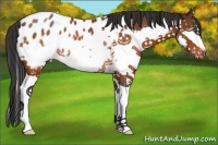 Horse Color:Brown Sabino Splash Appaloosa Rabicano 