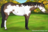 Horse Color:Bay Frame