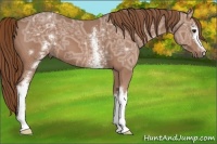 Horse Color:White Spotted Chestnut Ice 