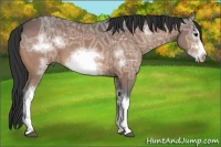 Horse Color:White Spotted Bay Ice Frame 