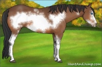 Horse Color:White Spotted Bay Frame 