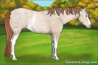 Horse Color:White Spotted Buckskin Ice Pearl 