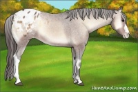 Horse Color:Bay Onyx Appaloosa 