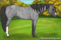 Horse Color:Smoky Blue Ice Roan Rabicano 
