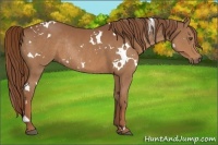 Horse Color:White Spotted Chestnut Rabicano 