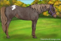 Horse Color:Liver Chestnut Appaloosa