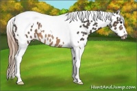 Horse Color:Buckskin Tobiano Near Leopard