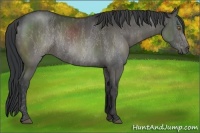 Horse Color:White Spotted Black Frame Rabicano Brindle