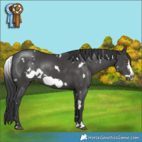 Horse Color:White Spotted Black Frame Rabicano Brindle