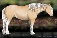 Horse Color:White Spotted Silver Bay Pearl Rabicano