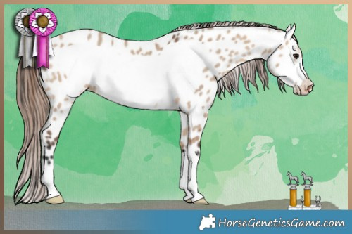 Horse Color:Bay Dun Frame Appaloosa 