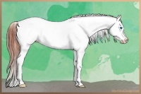 Horse Color:Bay Dun Frame Appaloosa