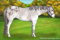 Horse Color:White Spotted Bay Roan Appaloosa