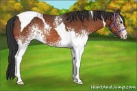 Horse Color:White Spotted Bay Tobiano 