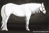 Horse Color:White Spotted Silver Buckskin Appaloosa