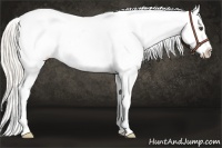 Horse Color:White Spotted Silver Buckskin Dun Splash Appaloosa 