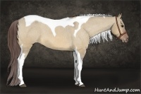 Horse Color:Bay Dun Tobiano Appaloosa