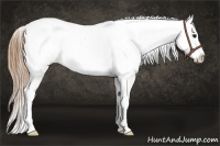 Horse Color:White Spotted Buckskin Appaloosa 
