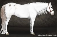 Horse Color:Buckskin Splash Appaloosa 